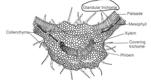 microscope image of Tulsi's cellular structure, highlighting its bioactive compounds